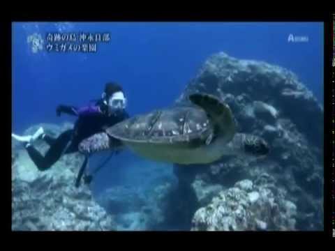 沖永良部島のカメと泳ぐ女優の吹石一恵さん