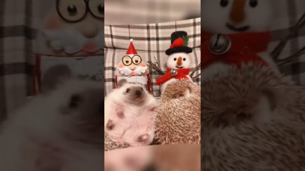 クリスマス準備したハリネズミ。#hedgehog #ペット #shorts