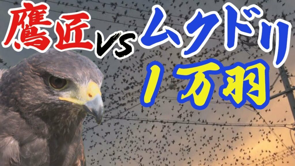 タカ vs ムクドリ １万羽　害鳥対策の依頼続々！鷹匠に密着【アップ！特集】
