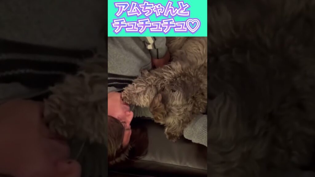 【木村拓哉】-　キムタクと愛犬のKISS♡ #shorts