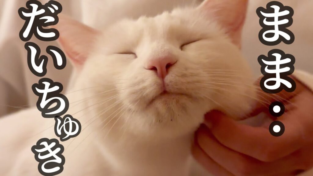 ついにリリーがママの膝に乗って、ママへの愛が爆発しました… ついにリリーがママの膝に乗って、ママへの愛が爆発しました…