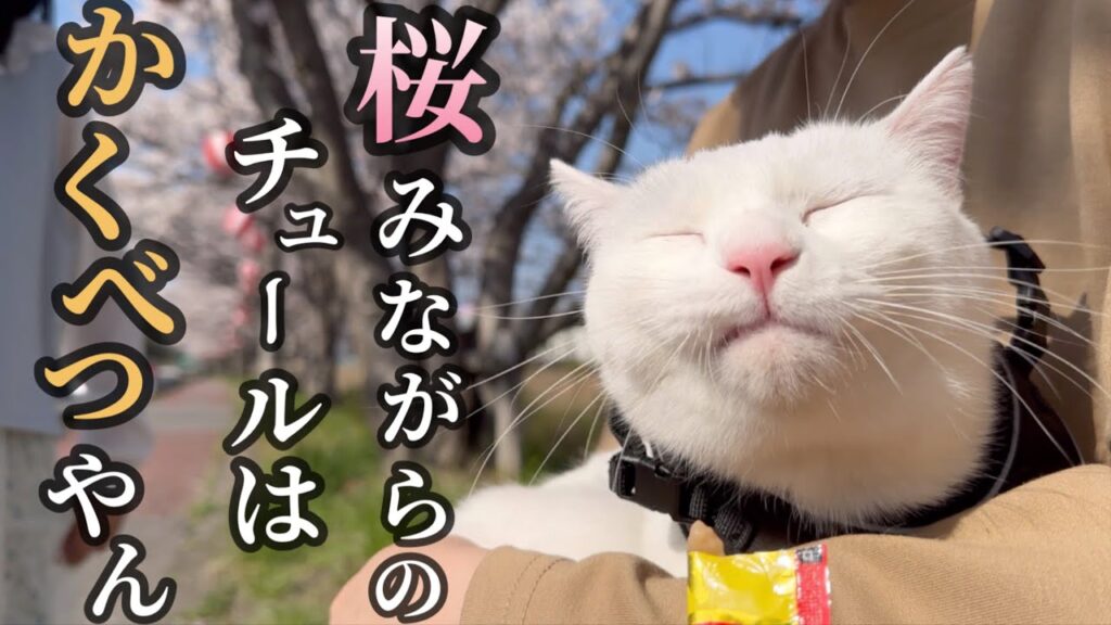 元野良猫のリリーと桜見に行ったら、リリーがこうなりました…