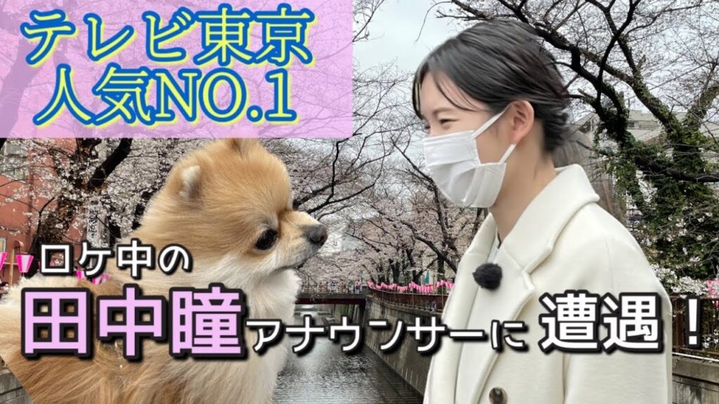 目黒川の桜を見に行ったらテレ東の女子アナ田中瞳がいました