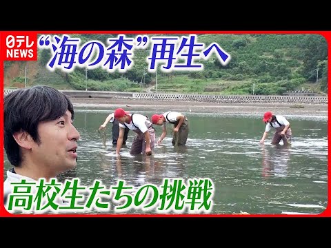 【「海の森」復活へ】30倍に育った“海の森”が急減  再生をあきらめない高校生たちの挑戦 『ベタバリ』