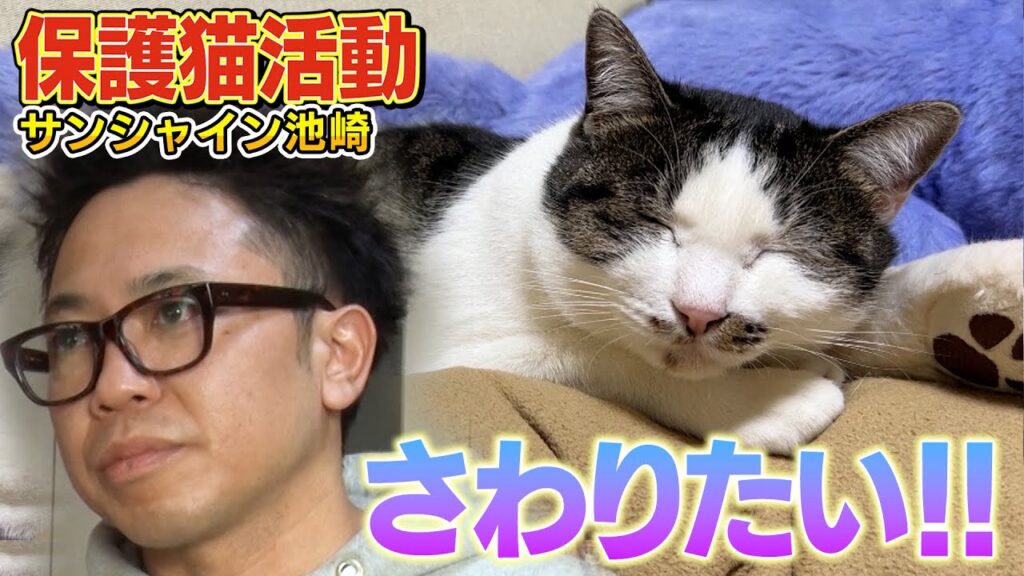 【保護猫活動】まだ触らせてくれない保護猫のりしお！サンシャイン池崎さんは４ヶ月も我慢しています【預かりボランティア】