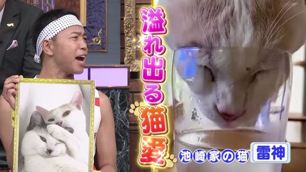 【公式】しゃべくり007　芸能界の猫好き代表 大集結！