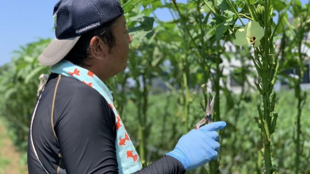 オクラ苗１本から２００個収穫するための種まきと苗作り【オクラの育て方・栽培方法】23/5/5