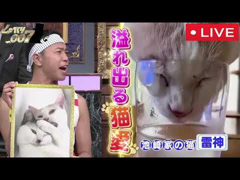 【見逃し配信】しゃべくり007 ネコネコ愛好会6月26日＜フル無料/tver＞2023年6月26日放送分 FULL