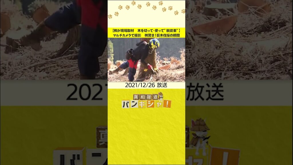 【桝が現場取材　木を切って・使って”脱炭素”】マルチカメラで撮影　桝驚き！巨木伐採の瞬間  #shorts