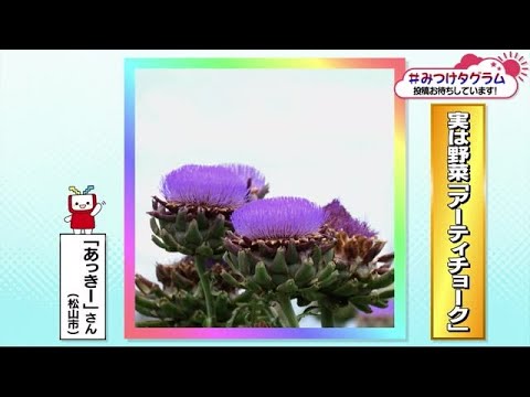 みつけタグラム　ほのかな甘みと苦み…大人な味わい【愛媛】 (23/07/20 19:00)