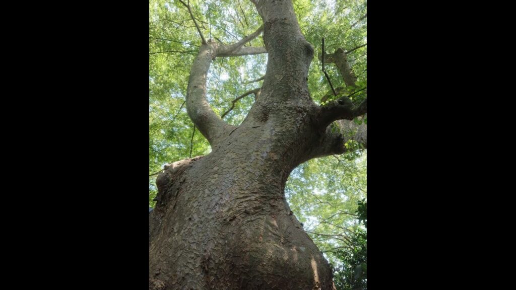 弥彦村 桜井神社 3本の大ケヤキ　火野正平さん訪問　新潟県弥彦神社摂社
