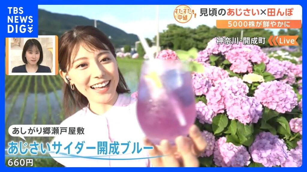 あじさいサイダーにメンチカツ、お茶の葉天ぷらも登場！田んぼとの絶景コラボも！今が見頃の神奈川県開成町のあじさい｜TBS NEWS DIG