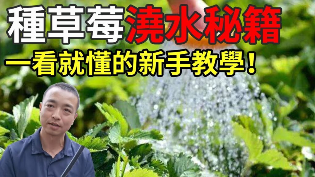 新手看了就懂的草莓盆栽浇水教学！只需一个秘诀，教你如何一年四季都能吃到草莓！【手艺人飞羽】