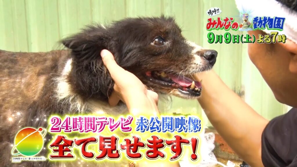 「嗚呼!!みんなの動物園」9月9日土曜よる7時放送！【相葉トリミングin台湾！24時間テレビ完全版スペシャル！】猫おじさんが保護犬トリミング初参戦！