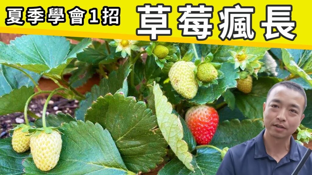 种草莓学会这1招，草莓夏季疯长不停！新手也能自己开农场！#园艺 #盆栽草莓 #strawberry #strawberry in pots【手艺人飞羽】