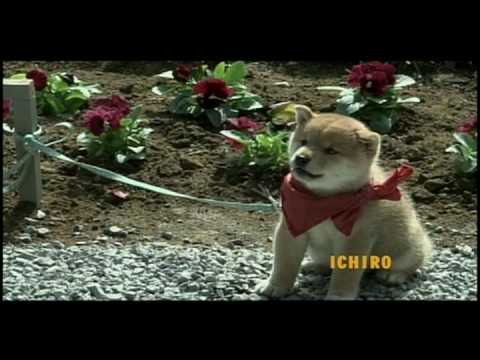 連続ドラマ『幼獣マメシバ』オープニング