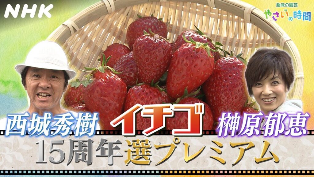 [やさいの時間]【10/8(日)放送】15周年企画 選プレミアム映像！西城秀樹＆榊原郁恵がイチゴ栽培に挑戦！| NHK