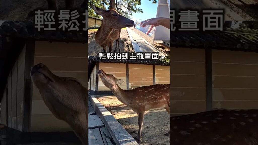 【奈良の鹿男】INSTA 360 GO3 #insta360 #insta360go3 #camera #hkkol #kolhk #osaka #大阪 #minicamera #相機 #相機教學