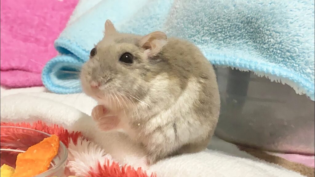 おててスリスリ おててスリスリ