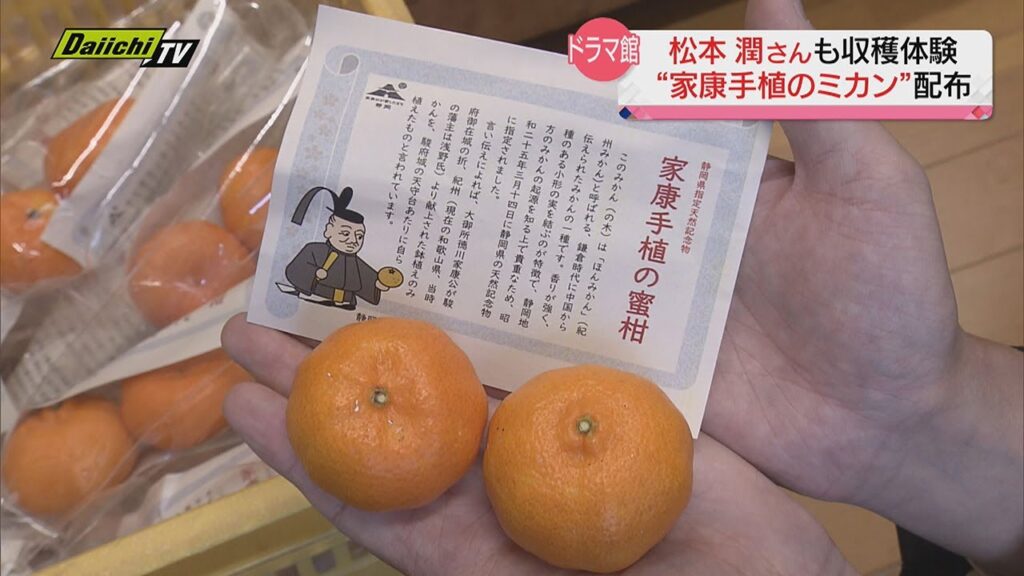 “松潤”も収穫の「家康手植のミカン」期間限定配布（静岡市）