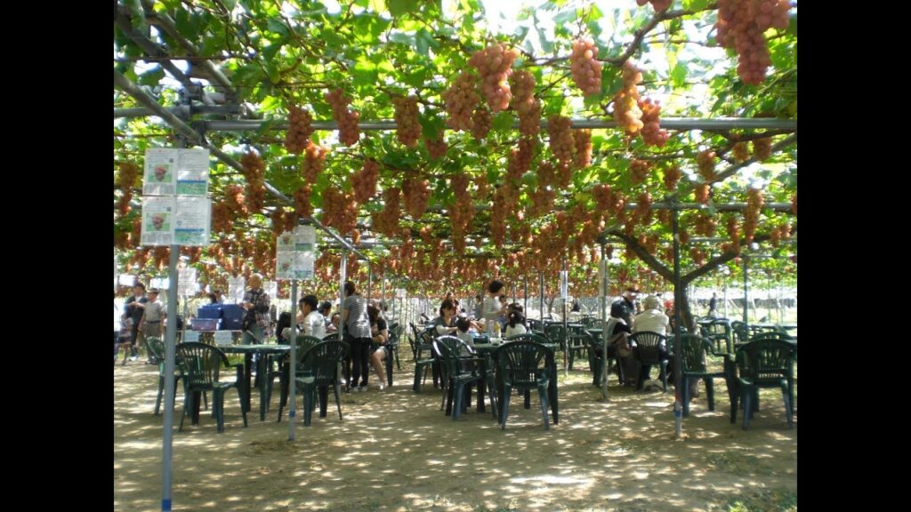 坂上ぶどう園PROMOTION VIDEO「坂上ぶどう園の四季」