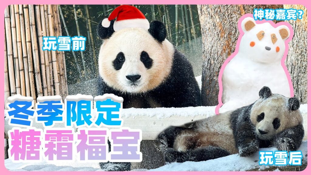 福寶 熊貓 푸바오 冬季限定糖霜熊猫🐼 看雪中福宝视频来了!玩雪的福宝有多开心冬季韩国爱宝乐园游玩旅游攻略#福寶 #푸바오 #에버랜드 #韩国旅游 #大熊猫 #愛寶樂園 #판다월드 #福宝 # 福寶 熊貓 푸바오 冬季限定糖霜熊猫🐼 看雪中福宝视频来了!玩雪的福宝有多开心冬季韩国爱宝乐园游玩旅游攻略#福寶 #푸바오 #에버랜드 #韩国旅游 #大熊猫 #愛寶樂園 #판다월드 #福宝 #