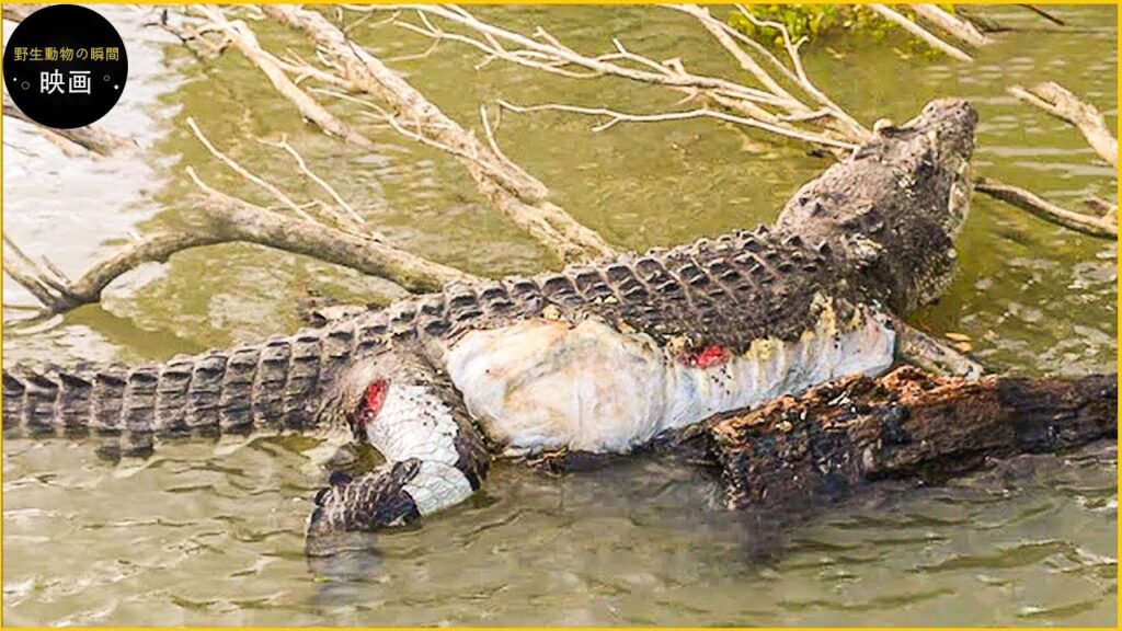 間違った相手に手を出すと、ワニの命はこうして終わる