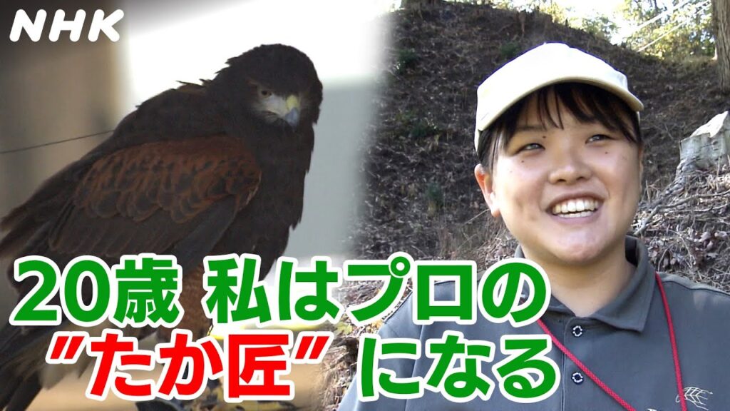 日本では1600年以上の歴史 訓練された「たか」を操り狩りをする「たか匠」目指し奮闘する新人の挑戦 【おはよう関西】| NHK