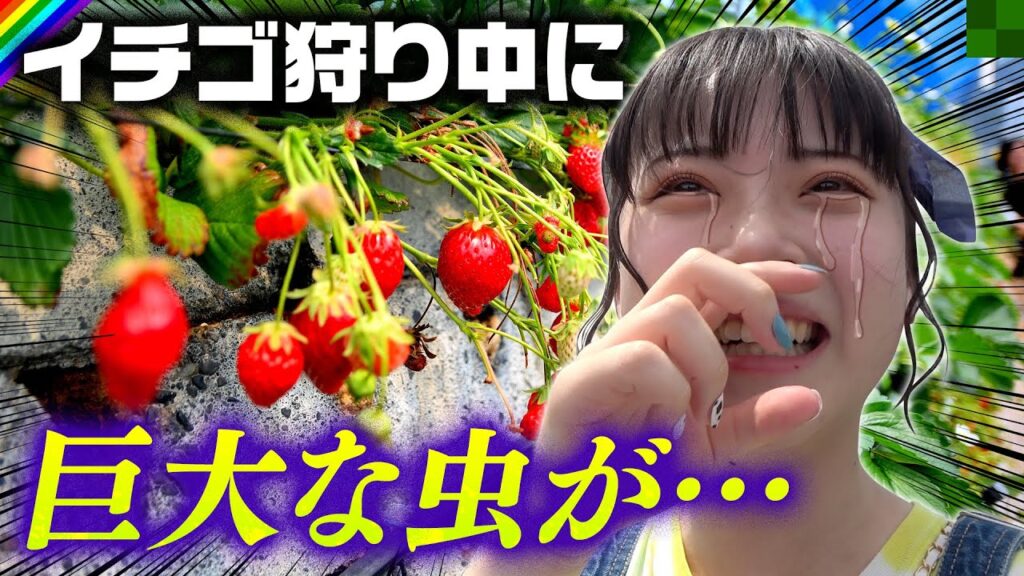 いちご狩りで大食い企画やってたら…巨大な虫に大絶叫w