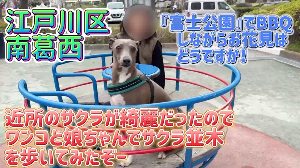 【江戸川散歩】今年のお花見は近所の公園でBBQしながらはどうでしょうか？　~なぎさ公園、富士公園のサクラが綺麗です~