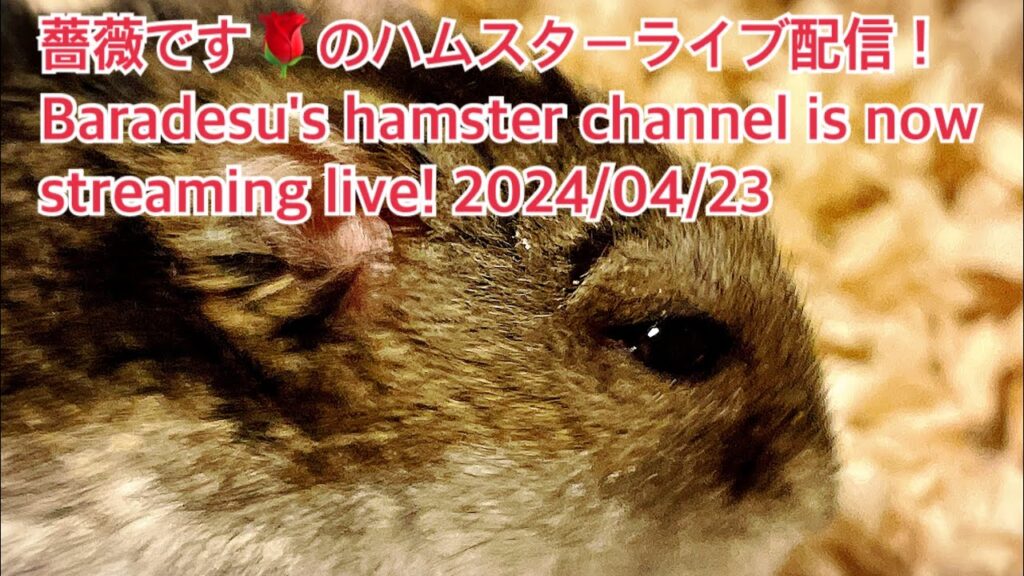 薔薇です🌹のハムスターライブ配信！Baradesu's hamster channel is now streaming live! #薔薇です🌹 #baradesu 2024/04/23