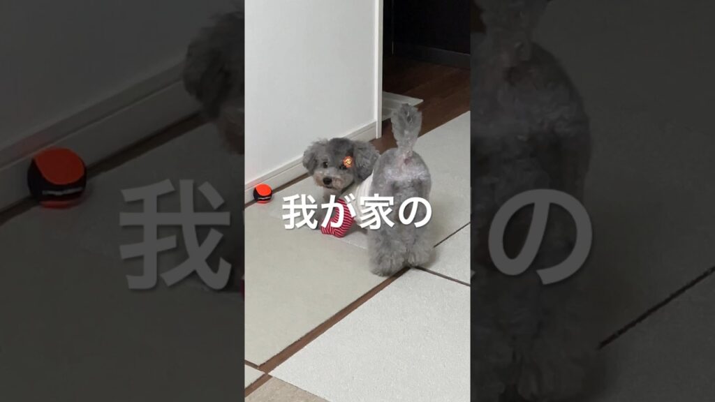 菜々緒ポーズする愛犬が可愛すぎて大優勝🐶 #shorts #dog #pets