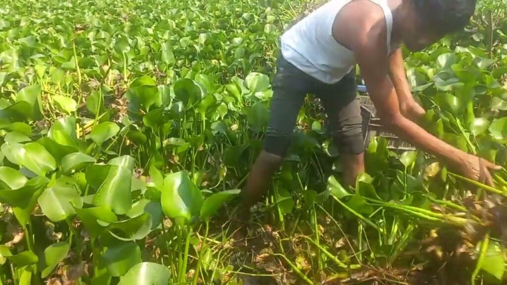 Best Fishing Video | Amazing Village Boy Catching Carp Fish By Hand In ...