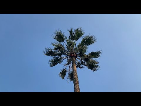 【一週間の歴史〜one week history〜 】6/2(日)750日目/宮崎県日向市/ジョイフル日向都町店からライブ配信