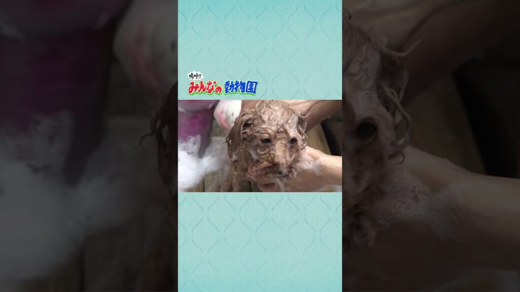 モジャモジャのトイプードルが相葉くんのトリミングで大変身！