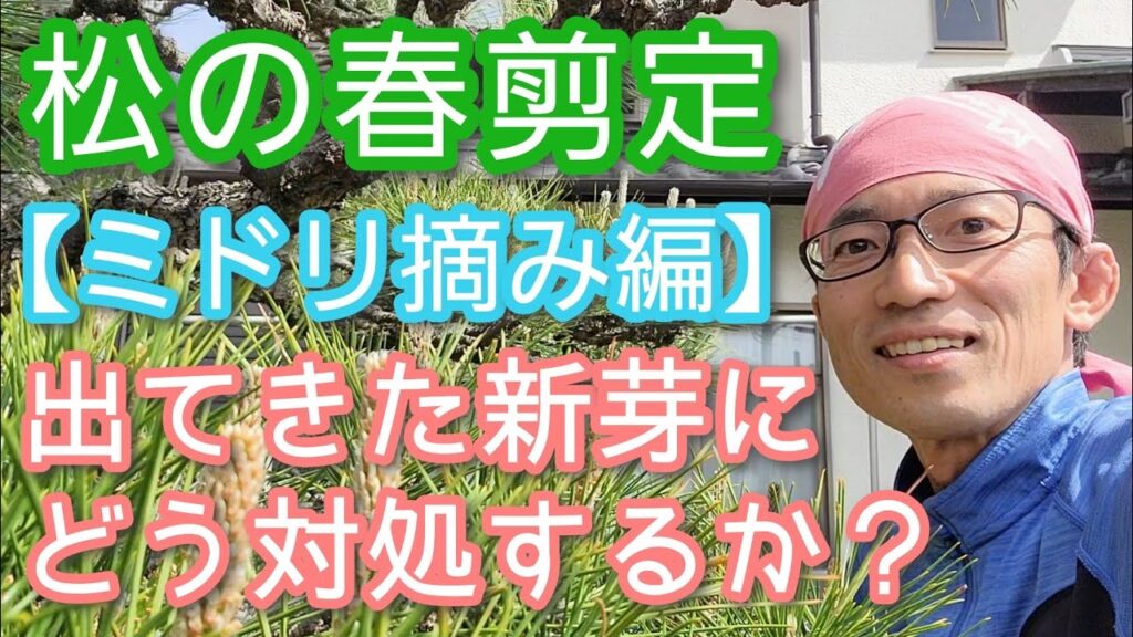 【マツ(黒松)の剪定】春の手入れ｢ミドリ摘み(芽摘み)｣をパターン別に解説(2024年5月)🌱🤲