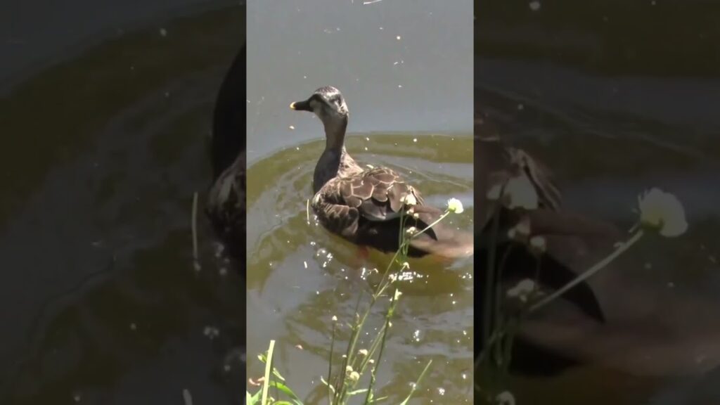 カルガモのお引っ越し #国分寺 #親子 #嗚呼みんなの動物園 #相葉雅紀 #カルガモ #感動