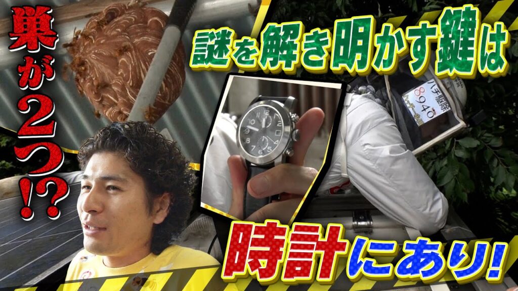 「迷惑生物から住民を守れ！凄腕！危険生物バスターズ7」　謎を解き明かせ！ハッチー小川が凶暴キイロスズメバチのダブル巣に挑む！
