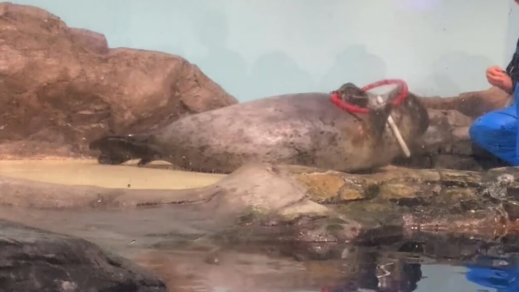自分でリングをクビにかけるゴマフアザラシのゆうみちゃん　マクセルアクアパーク品川　Spotted Seal Spotted Seal with ring in hand