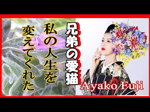 天然と言われる魔性の女・藤あや子さんの人生を変えてくれた可愛い兄弟の愛猫が姿がヤバイ #魔性の女藤あや子 #人生を変えてくれた愛猫