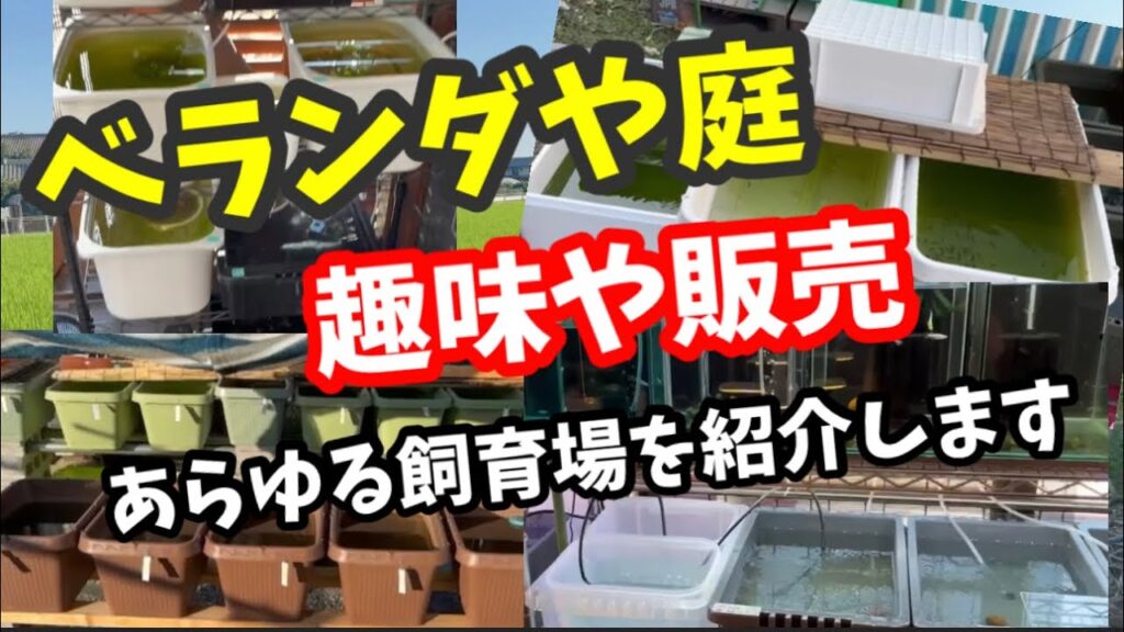 こんな楽しくてドラマティックなメダカ動画は無いです【めだか】