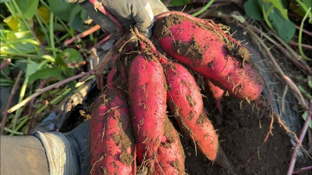 サツマイモの収穫時期を見極める簡単な方法　６０センチ深さの土もフカフカになる土作り　24/9/5