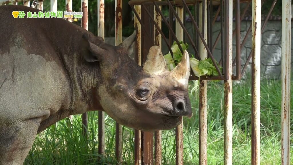 【東山動植物園公式】白菜もりもり！～長寿表彰おめでとう～《 クロサイ　サイ 》