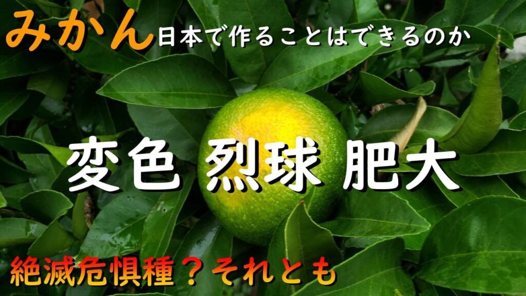 みかんは日本で作れるのか！みかんが割れる肥大する黄色く変色する原因がこれ！