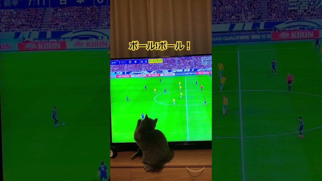 ボールより板倉選手に夢中な猫 #cat #日本代表  #板倉滉
