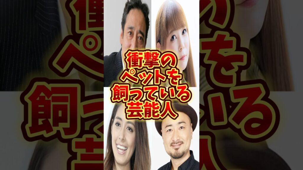 【ペット】#中川翔子 #森泉  #shorts  #shortvideo  #short #ランキング  #芸能ネタ #news #雑学 #芸能人 #ペット #動物 #animals