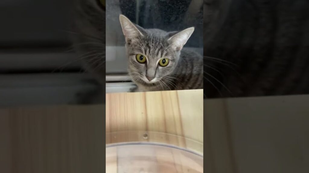 【リアル犬猫保護活動】毎日ライブ配信中！