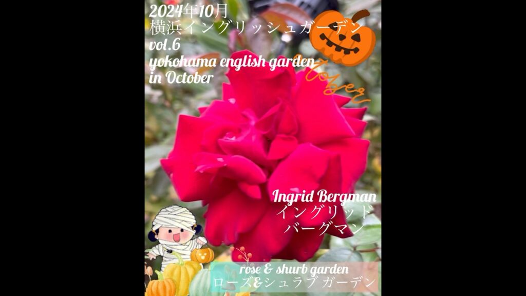 【2024年10月 横浜イングリッシュガーデン】イングリッドバーグマン
