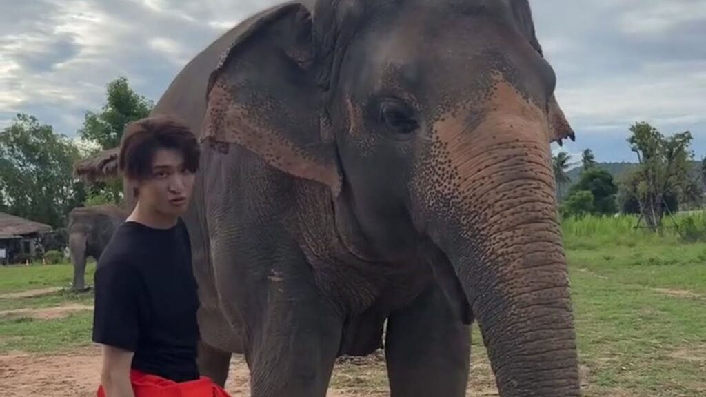 Snow Man向井康二がタイで大きなゾウと優しく触れ合う『それスノ』オフムービーが公開 Snow Man向井康二がタイで大きなゾウと優しく触れ合う『それスノ』オフムービーが公開