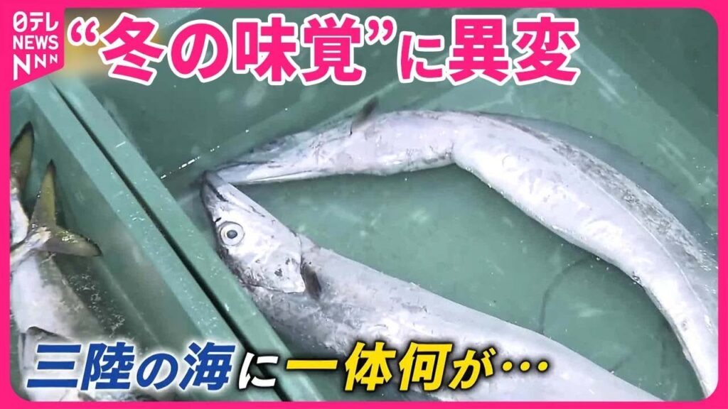 【桝が三陸の海へ】世界で最も海面水温が上昇  高級食材に異変も『バンキシャ！』